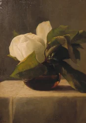 Magnolia